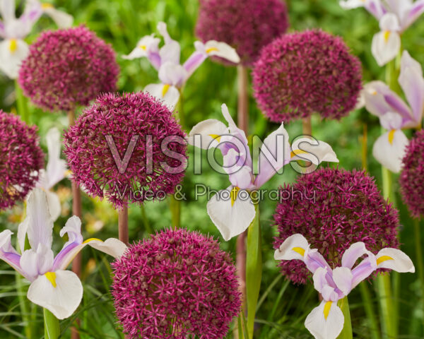 Allium Ostara, Iris Carmen
