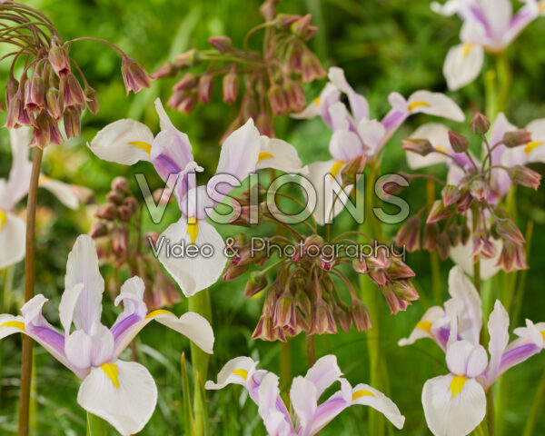 Nectaroscordum siculum ssp. bulgaricum, Iris Carmen