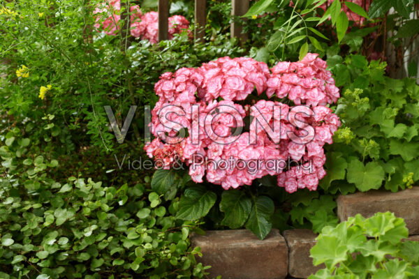 Hydrangea Yulika