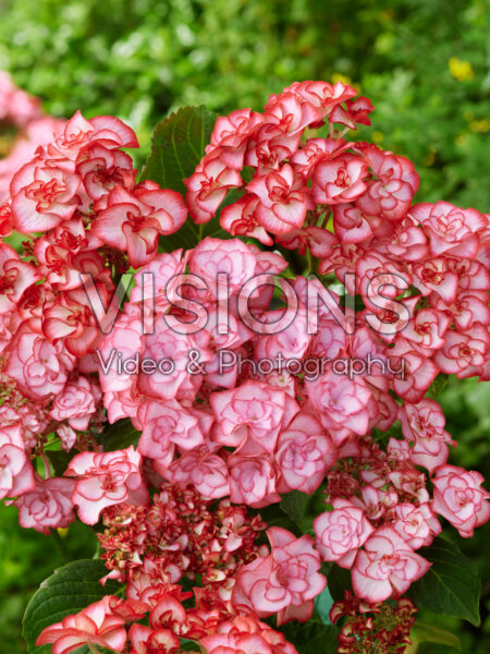 Hydrangea Yulika Hydrangea Yulika