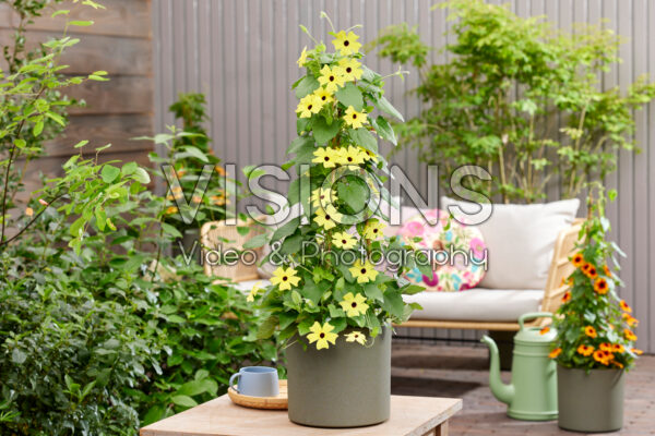 Thunbergia Lukoma Bright Yellow Thunbergia Lukoma Bright Yellow