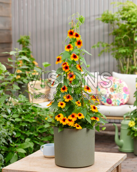 Thunbergia Lukoma Orange Fire Thunbergia Lukoma Orange Fire