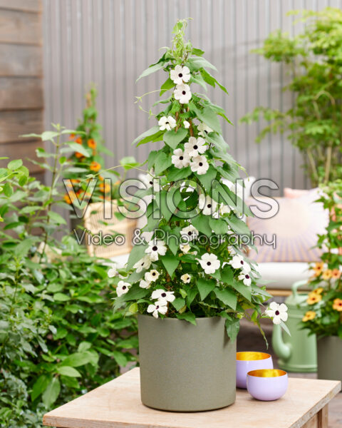 Thunbergia Lukoma White Eye Thunbergia Lukoma White Eye