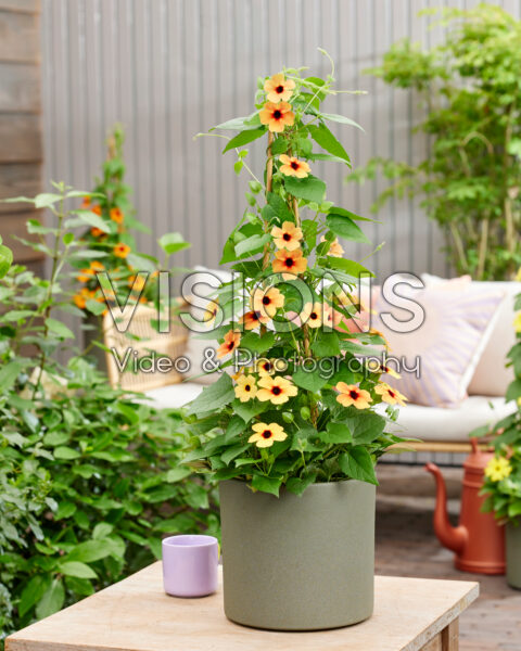 Thunbergia Honey Thunbergia Honey