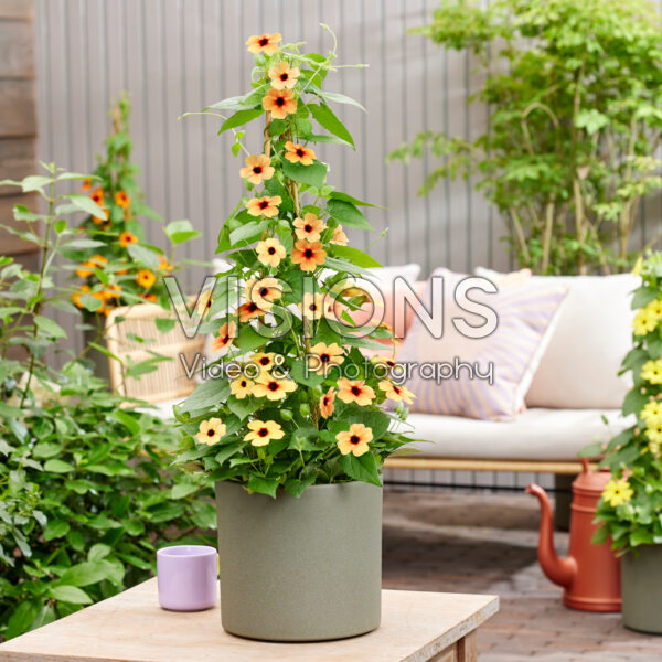 Thunbergia Honey Thunbergia Honey