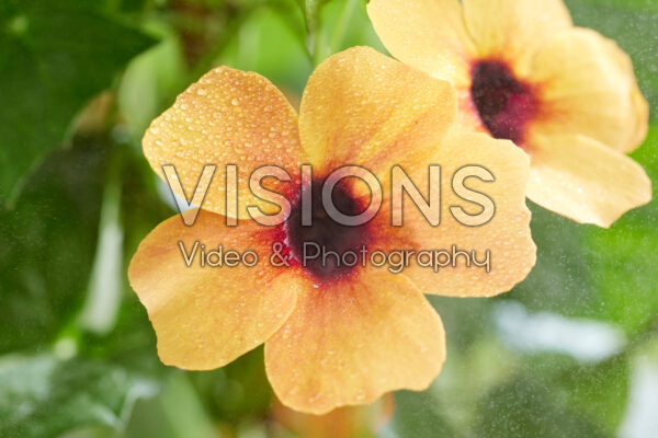 Thunbergia Honey Thunbergia Honey