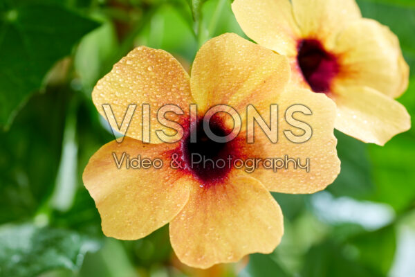 Thunbergia Honey Thunbergia Honey