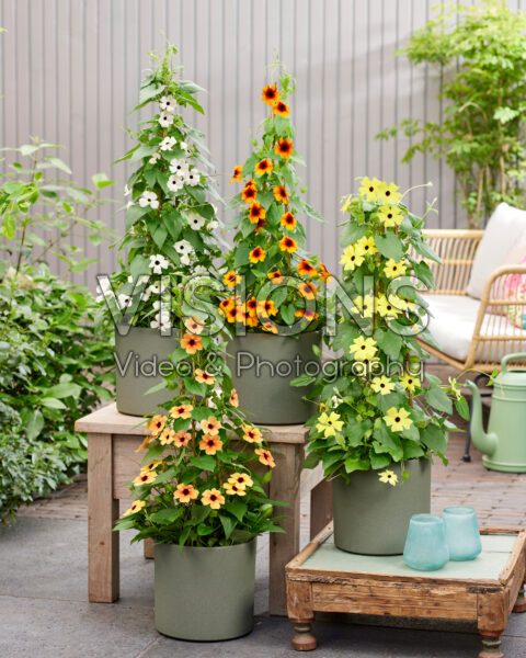 Thunbergia collection