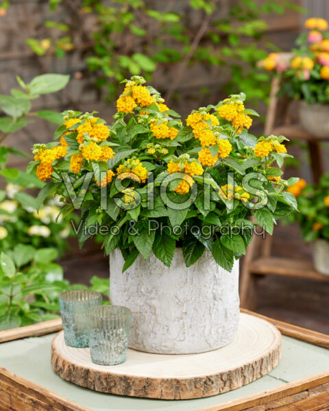 Lantana camara Nandu Lantana camara Nandu