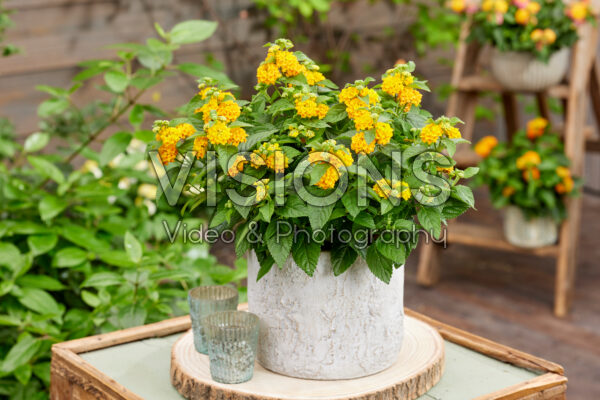 Lantana camara Nandu Lantana camara Nandu