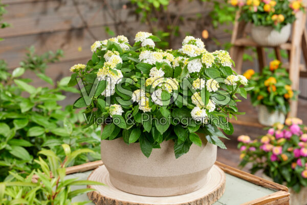 Lantana Camara Coconut Lantana Camara Coconut