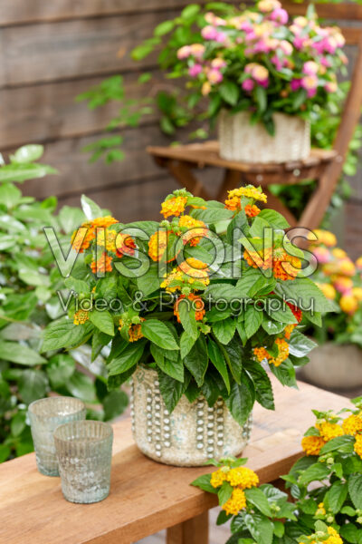 Lantana camara Ibis Lantana camara Ibis