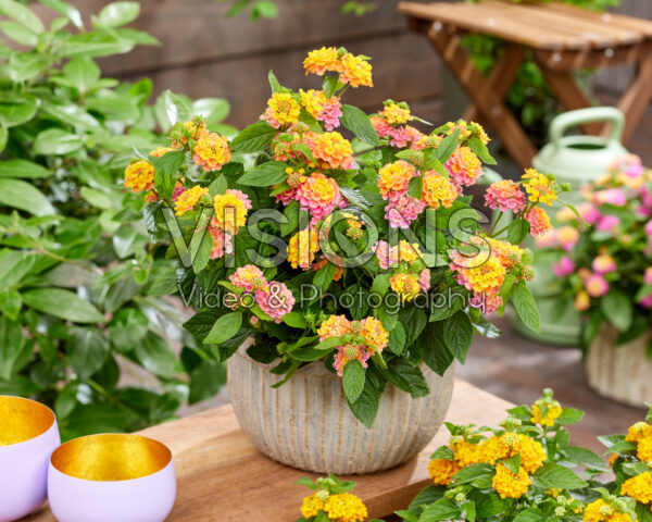 Lantana camara Mango Lantana camara Mango