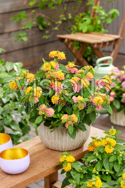 Lantana camara Mango Lantana camara Mango