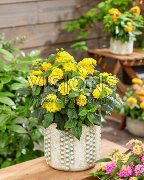 Lantana camara Bamboo
