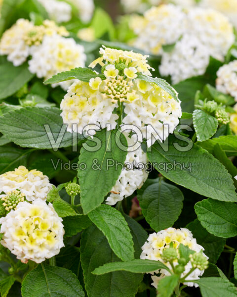 Lantana Camara Coconut Lantana Camara Coconut