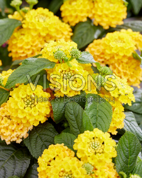 Lantana camara Bamboo