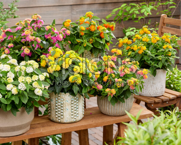 Lantana camara collection Lantana camara collection