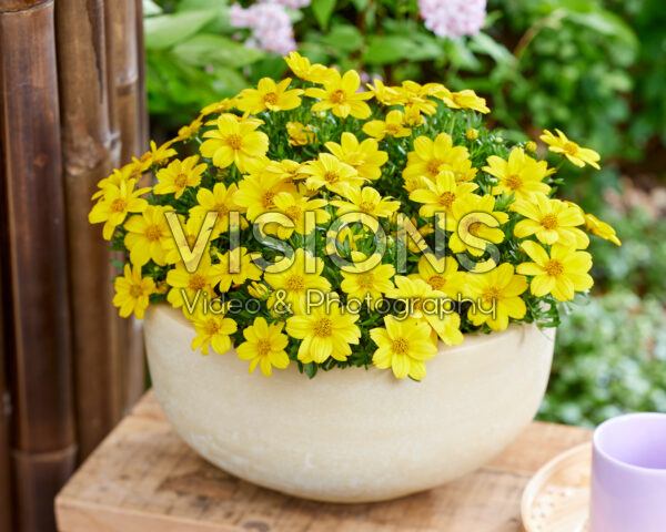 Bidens Grande Sol Bidens Grande Sol