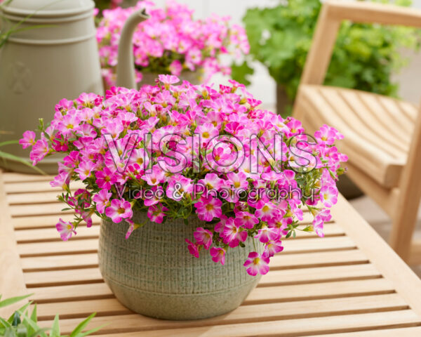 Calibrachoa White Pink