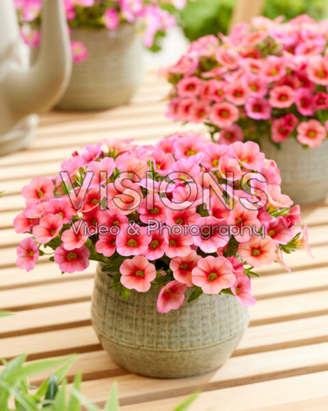 Calibrachoa Trailing New Peach Calibrachoa Trailing New Peach