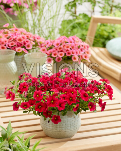 Calibrachoa Trailing Velvet Red