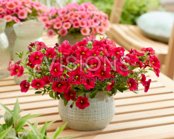 Calibrachoa Trailing Velvet Red Calibrachoa Trailing Velvet Red