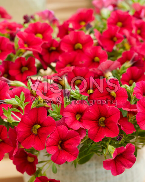 Calibrachoa Trailing Velvet Red Calibrachoa Trailing Velvet Red