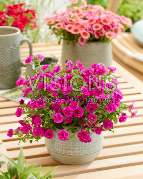 Calibrachoa Trailing Double Violet