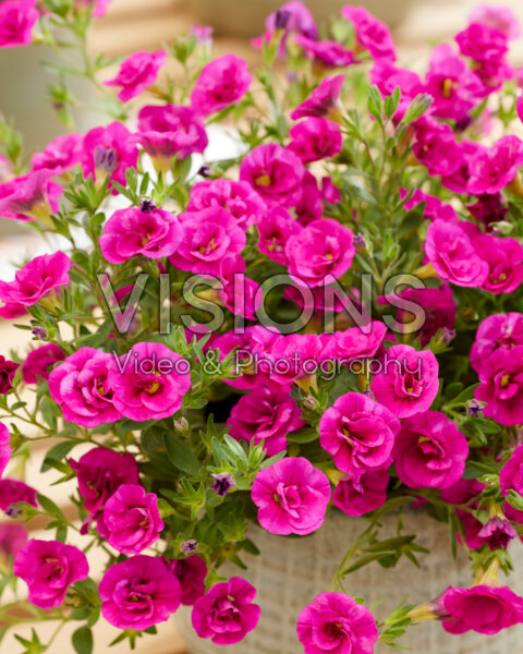 Calibrachoa Trailing Double Violet Calibrachoa Trailing Double Violet