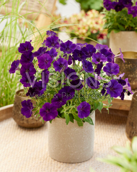 Petunia Marisco Belem Deep Violet