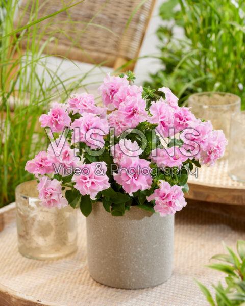 Petunia Marisco Bally Blush Pink Petunia Marisco Bally Blush Pink