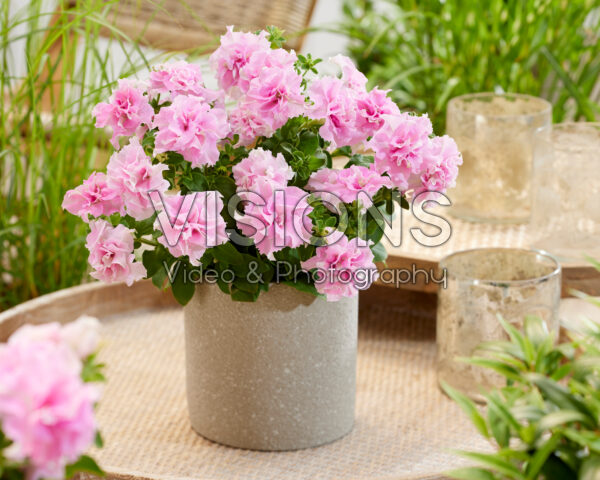 Petunia Marisco Bally Blush Pink Petunia Marisco Bally Blush Pink