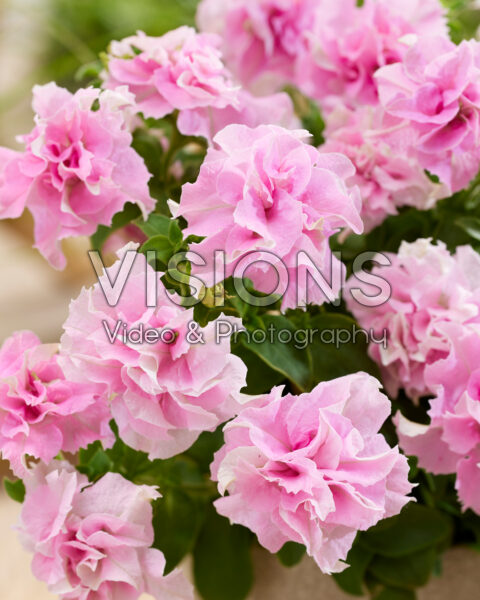 Petunia Marisco Bally Blush Pink