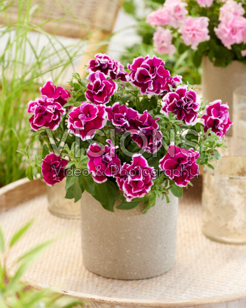 Petunia Marisco Bally Lilac Petunia Marisco Bally Lilac