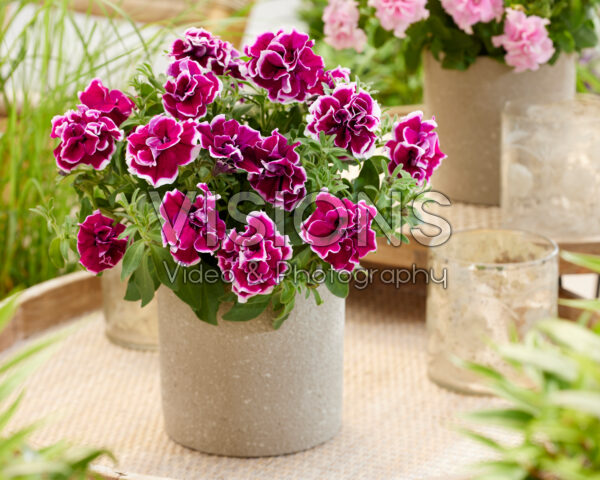 Petunia Marisco Bally Lilac
