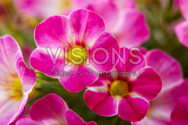 Calibrachoa White Pink