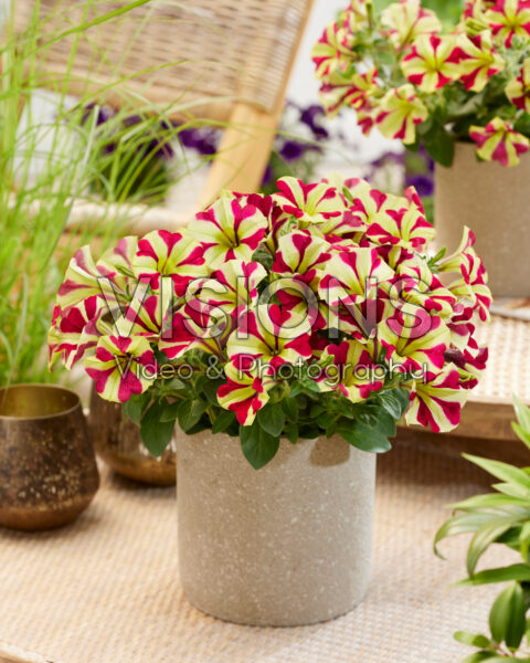 Petunia Marisco Recife Red Star