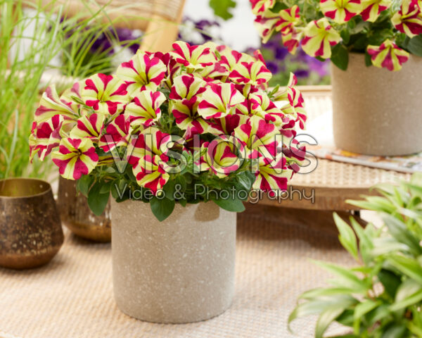 Petunia Marisco Recife Red Star Petunia Marisco Recife Red Star