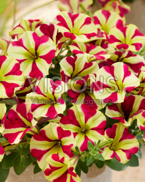 Petunia Marisco Recife Red Star Petunia Marisco Recife Red Star