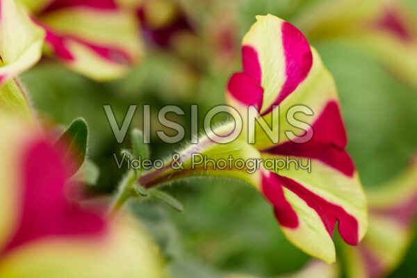 Petunia Marisco Recife Red Star Petunia Marisco Recife Red Star