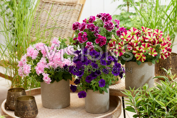 Petunia Marisco collection