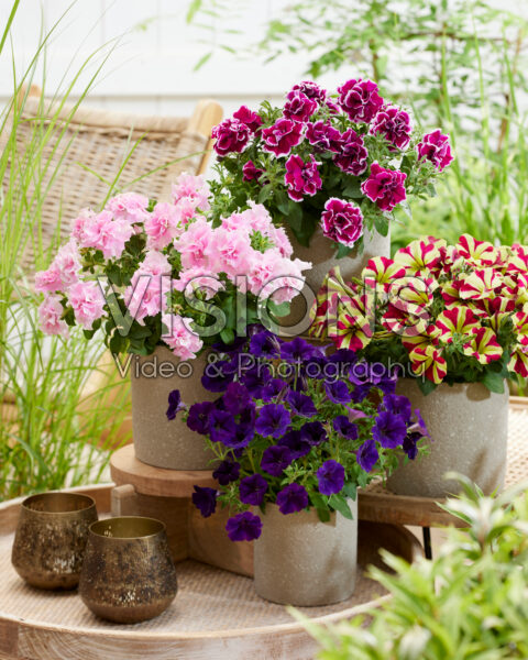 Petunia Marisco collection Petunia Marisco collection