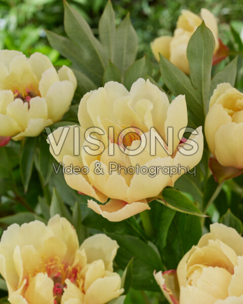 Paeonia Garden Treasure Paeonia Garden Treasure