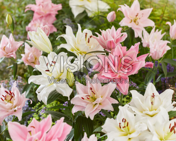 Lilium Double Oriental mix Lilium Double Oriental mix
