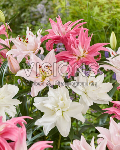 Lilium Double Oriental mix Lilium Double Oriental mix