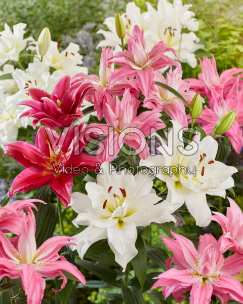 Lilium Dubbel Oriental mix Lilium Dubbel Oriental mix