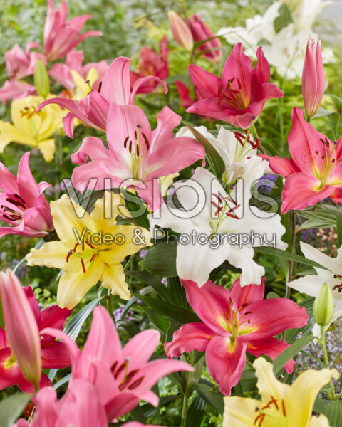 Lilium Casablanca mix Lilium Casablanca mix