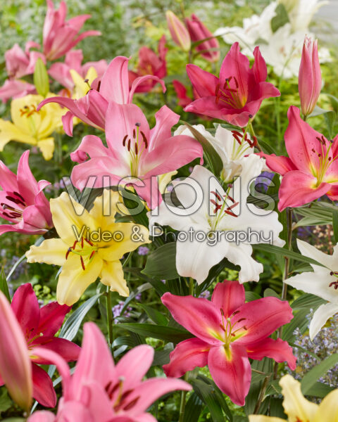 Lilium Casablanca mix Lilium Casablanca mix