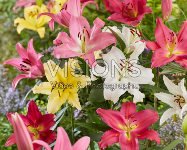 Lilium Casablanca-mix